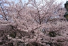 桜が満開になりました！