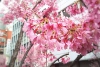 日本橋で桜が見頃です！