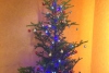 クリスマスツリーを出しました！
